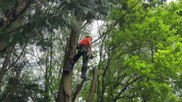 How Our Tree Care Process Works  in Alameda, CA